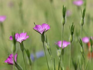 Agrostemma-githago-Nielle-culture-entretien Agrostemma githago - Nielle culture entretien