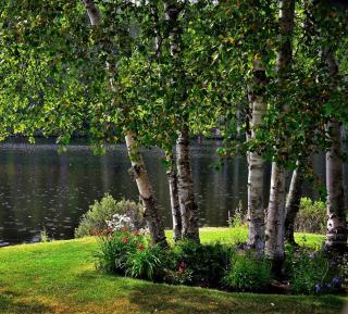 Betula-nigra Betula nigra