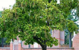 Catalpa-Arbre-a-croissance-rapide Catalpa Arbre a croissance rapide