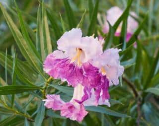 Chilopsis-linearis-Saule-de-desert-Entretien Chilopsis linearis - Saule de desert - Entretien