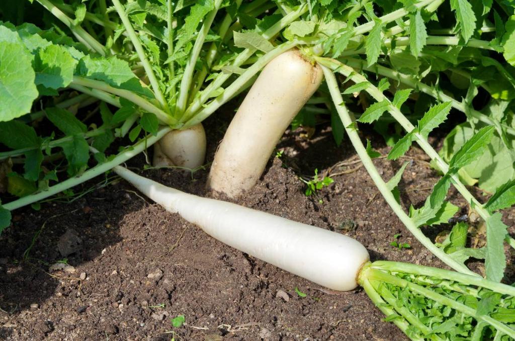 Daikon-radis-blanc