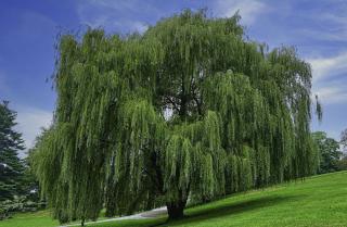 Saule-pleureur-Arbre-a-croissance-rapide Saule pleureur Arbre a croissance rapide