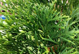 Thuya-du-japon-Thuja-standishii-Arbre-a-croissance-rapide Thuya du japon - Thuja standishii - Arbre a croissance rapide