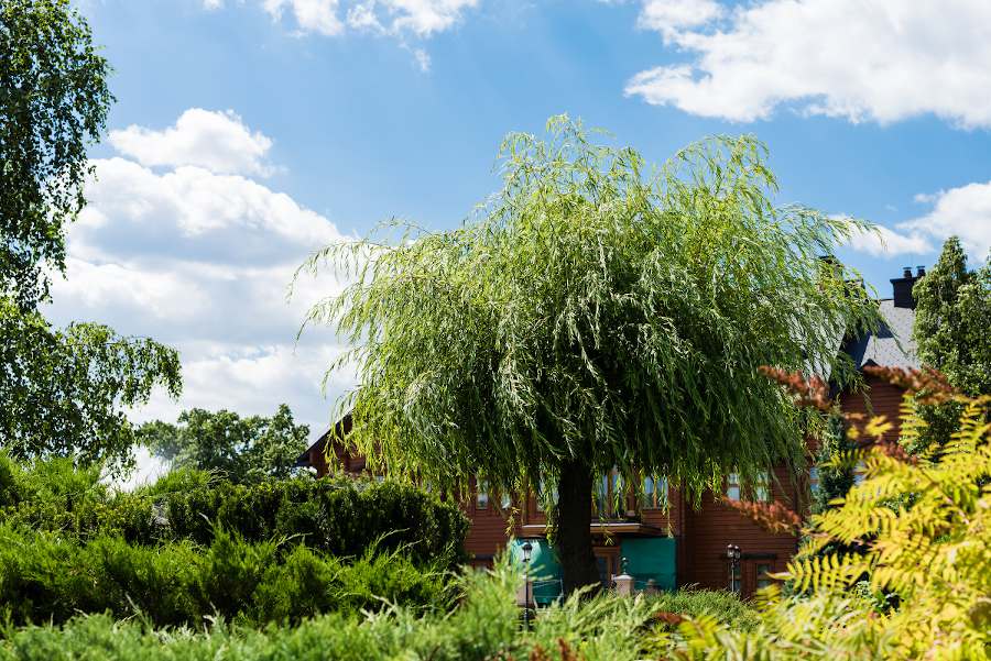 arbre-a-croissance-rapide