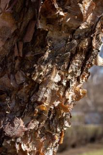 betula-nigra-ecorce betula nigra ecorce