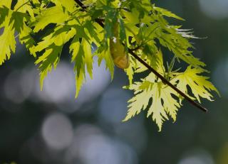 erable-argente-plantation-Acer-saccharinum Plantation d'un Erable argente - Acer saccharinum