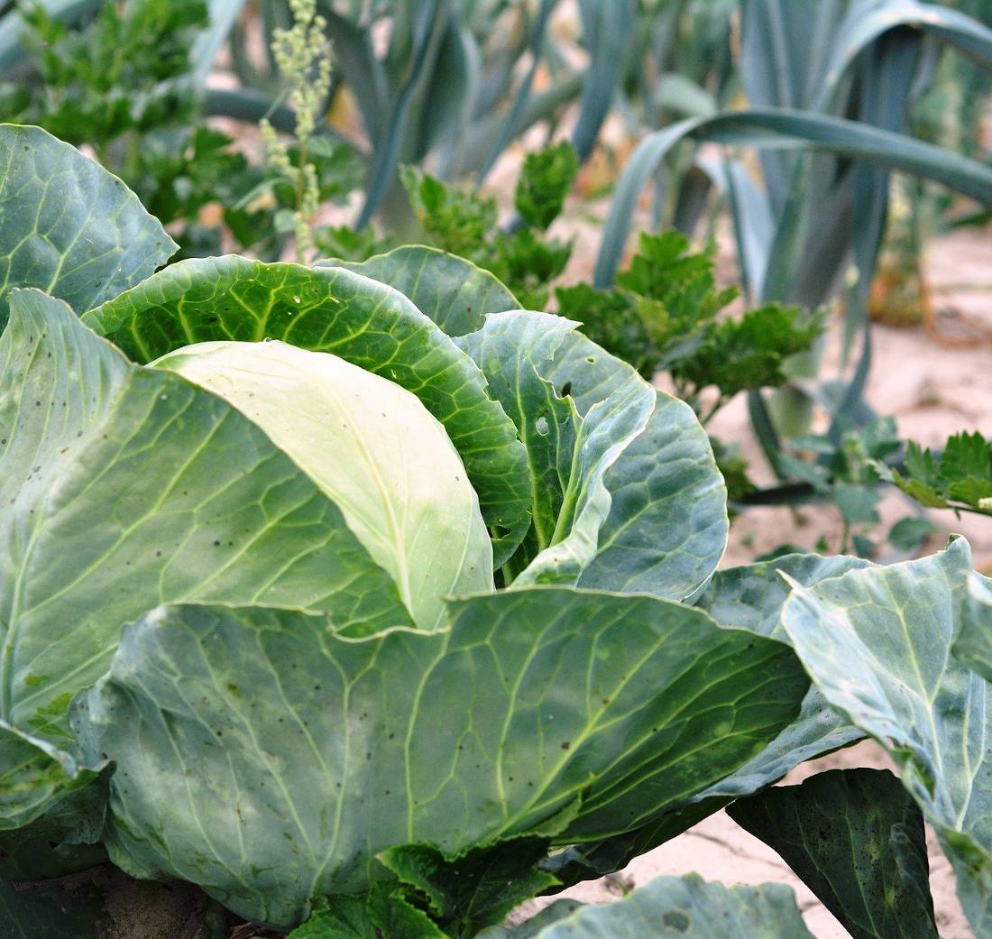 Plantation au potager en juin