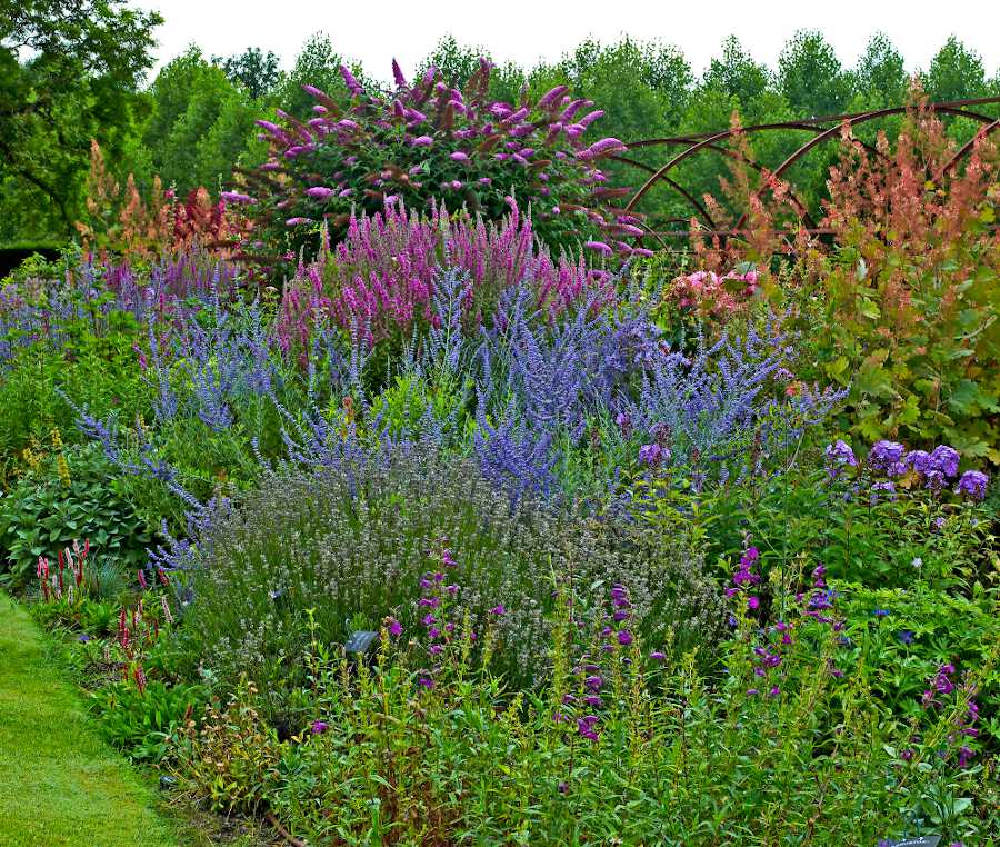 plante-fleur-rapide-croissance - 10 plantes vivaces à croissance rapide et à la floraison généreuse