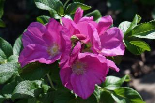 rosa-rugosa rosa rugosa
