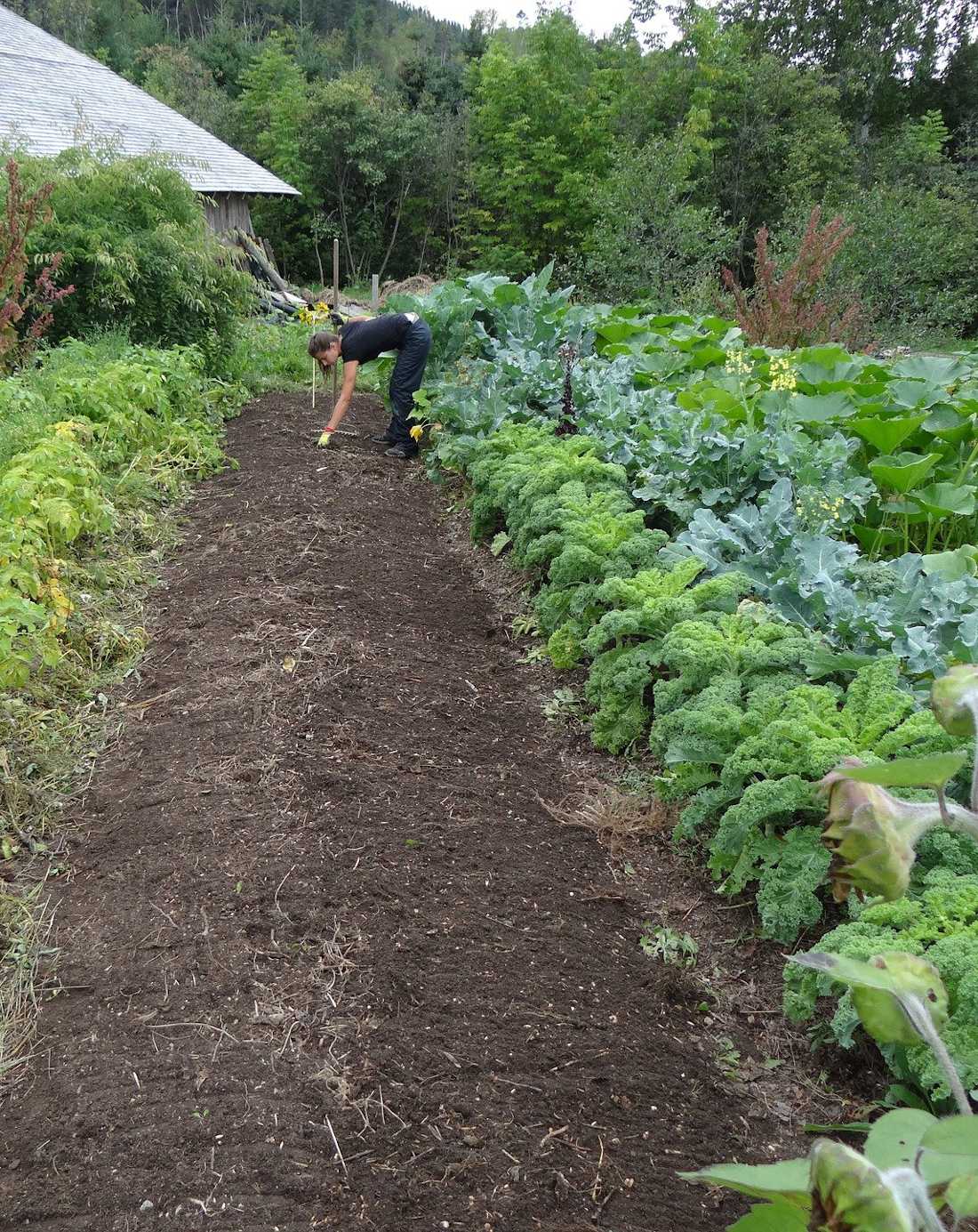 Semis au potager en juin