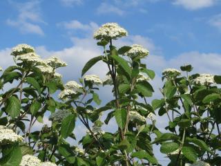 viorne-lantane-viburnum-lantana-plantation viorne-lantane-viburnum-lantana-plantation - 12 arbustes à fleurs à croissance rapide pour le jardin