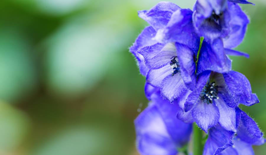 Aconitum carmichaelii 'Arendsii' - casque bleus