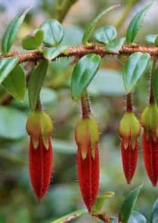 Agapetes-serpens-en-pot Agapetes serpens en pot