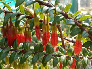 Agapetes_serpens-lanterne-de-lhimalaya-cuture Agapetes_serpens lanterne de l'himalaya cuture