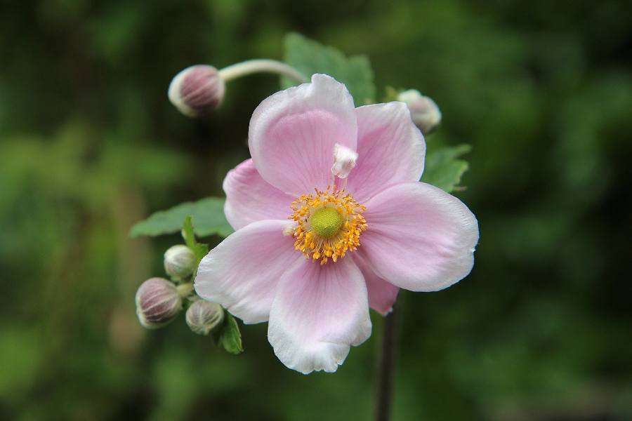 Anemone du Japon - floraison d'automne