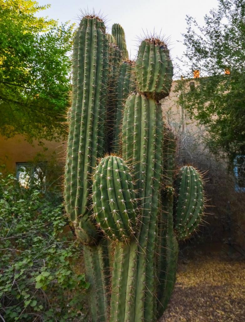 Carnegiea gigantea - Sage du désert