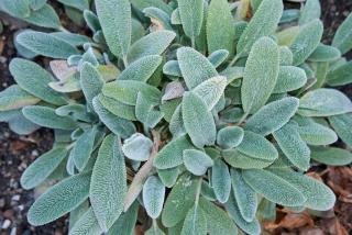 Culture-Stachys-byzantina-Oreille-dours Culture-Stachys-byzantina-Oreille-dours