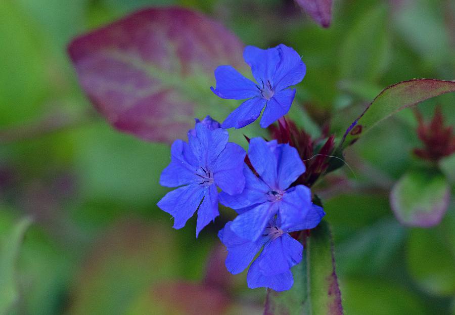 Ceratostigma plumbaginoides couvre-sol bleu