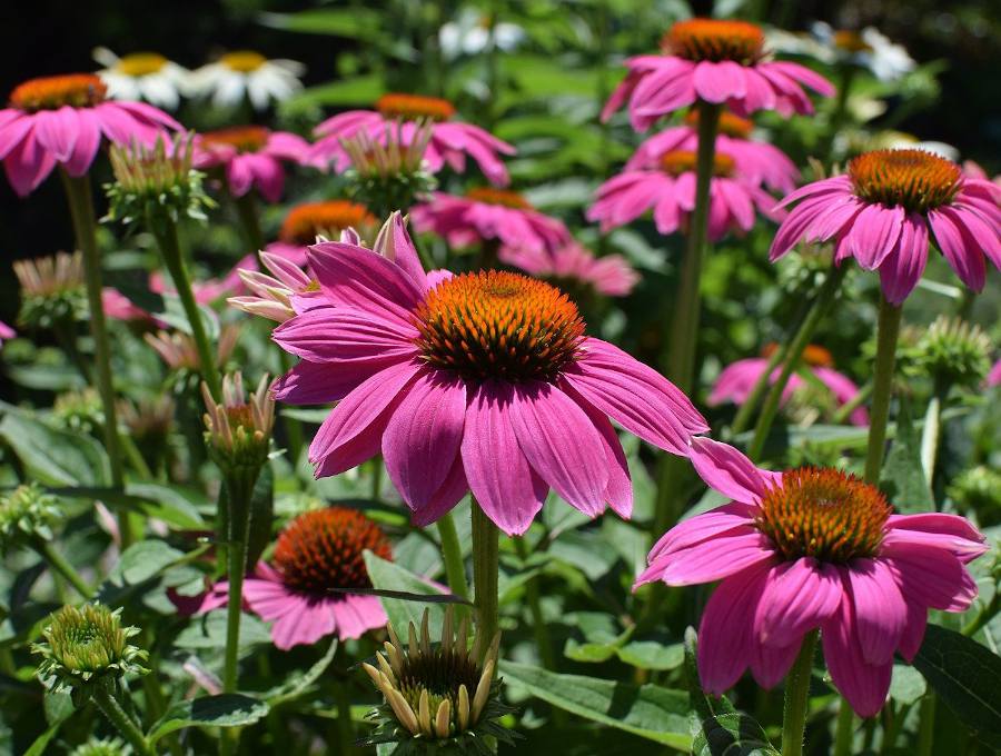 Echinacea purpureum - floraison d'automne