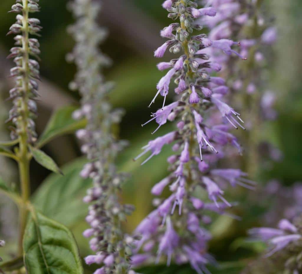 Elsholtzia-stauntonii-Menthe-en-arbre