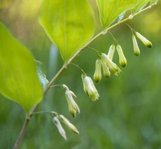 Entretien-du-Sceau-de-salomon-Polygonatum-odoratum Entretien du Sceau de salomon - Polygonatum odoratum