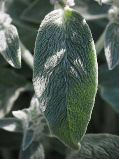 Feuille-de-Stachys-byzantina-Oreille-dours Feuille comestible de Stachys byzantina - Oreille d'ours