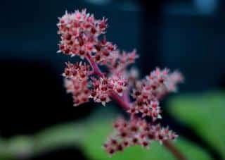 Fleur-Rodgersia Fleur Rodgersia