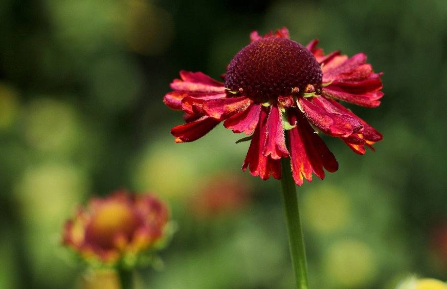 Helenium 'Moerheim Beauty' - tons cuivrés