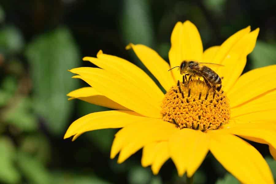 Helianthus decapetalus 'Capenoch Star'