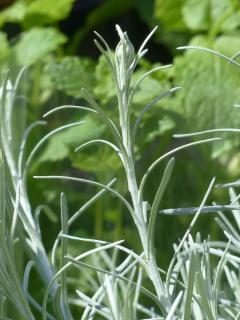 Helichrysum-italicum-emplacement Helichrysum italicum emplacement
