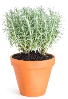 Helichrysum-italicum-en-pot-pour-plantation-plante-a-curry-planter Helichrysum italicum en pot pour plantation - plante a curry planter