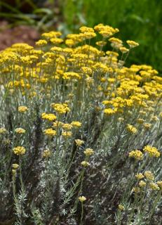 Helichrysum-italicum-plante-a-curry Helichrysum italicum - plante a curry