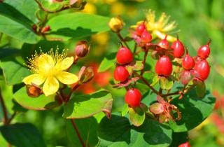 Hypericum-androsaemum Hypericum androsaemum