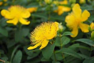 Hypericum-calycinum Hypericum calycinum