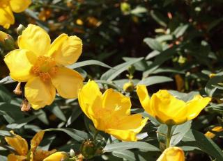 Hypericum-hidcote Hypericum hidcote
