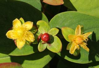 Hypericum-inodorum Hypericum inodorum