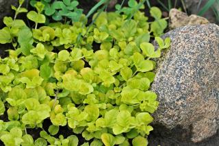 Lysimachia-nummularia Lysimachia nummularia