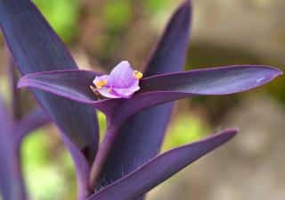 Misere-pourpre-Tradescantia-pallida-1 Misère pourpre - Tradescantia pallida