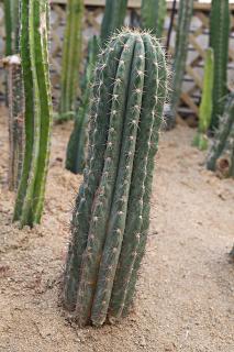 Pachycereus-pringlei-culture-entretien Pachycereus pringlei culture entretien