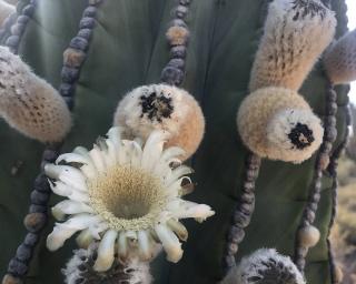 Pachycereus-pringlei-fleur Pachycereus pringlei fleur