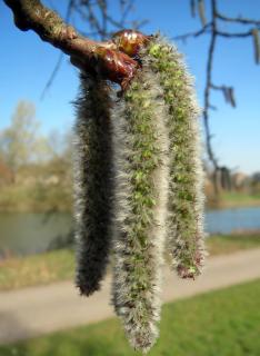Peuplier-faux-tremble-Populus-tremuloides-entretien Peuplier faux tremble - Populus tremuloides entretien