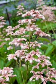 Rodgersia-entretien Rodgersia entretien