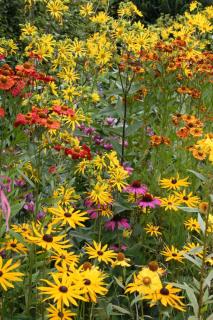 Rudbeckia-fulgida-Goldsturm Rudbeckia fulgida Goldsturm