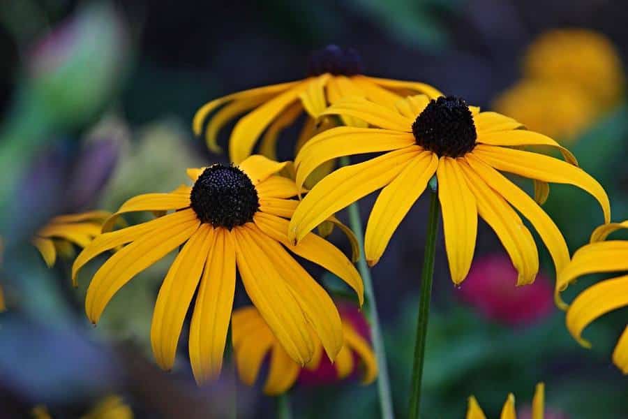 Rudbeckia fulgida - jaune et noir