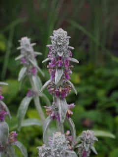 Stachys byzantina - Oreille d'ours Stachys byzantina - Oreille d'ours