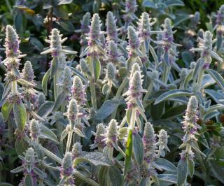 Stachys-byzantina-Oreille-dours-fleur Stachys byzantina - Oreille d'ours - fleur