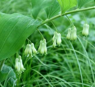 Utilisation-du-Sceau-de-salomon-Polygonatum-odoratum Utilisation du Sceau de salomon - Polygonatum odoratum