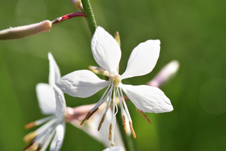 Gaura blanc