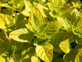 origan-dore-origanum-vulgare-aureum origan doré - origanum vulgare aureum