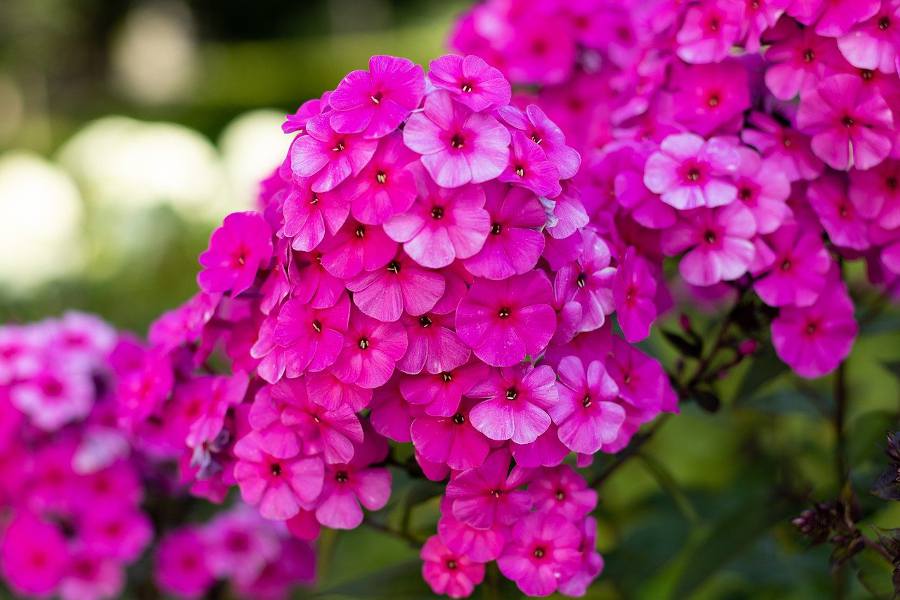Phlox paniculata - floraison en septembre